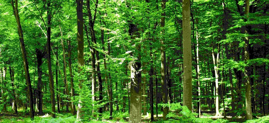 Bosque y el origen de la leña